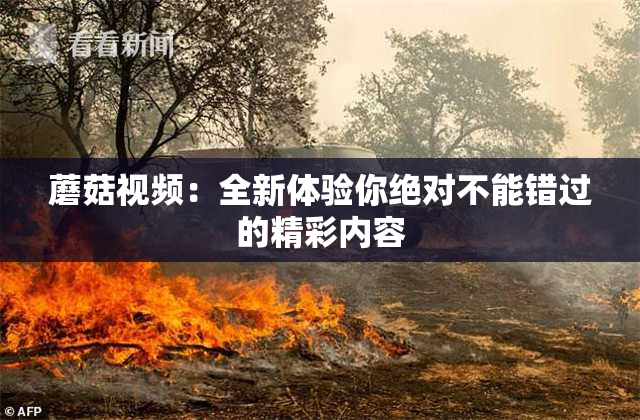 蘑菇视频：全新体验你绝对不能错过的精彩内容
