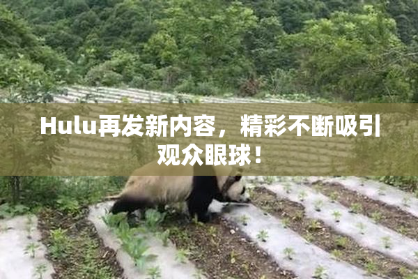Hulu再发新内容，精彩不断吸引观众眼球！