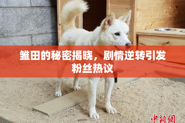 雏田的秘密揭晓，剧情逆转引发粉丝热议