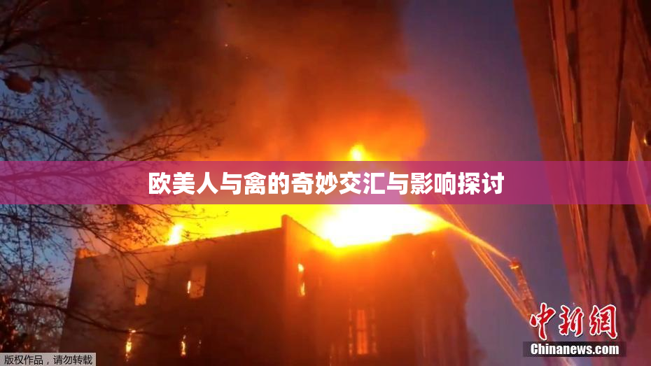 欧美人与禽的奇妙交汇与影响探讨