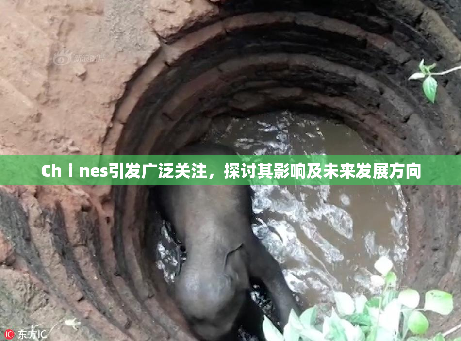 Chⅰnes引发广泛关注，探讨其影响及未来发展方向