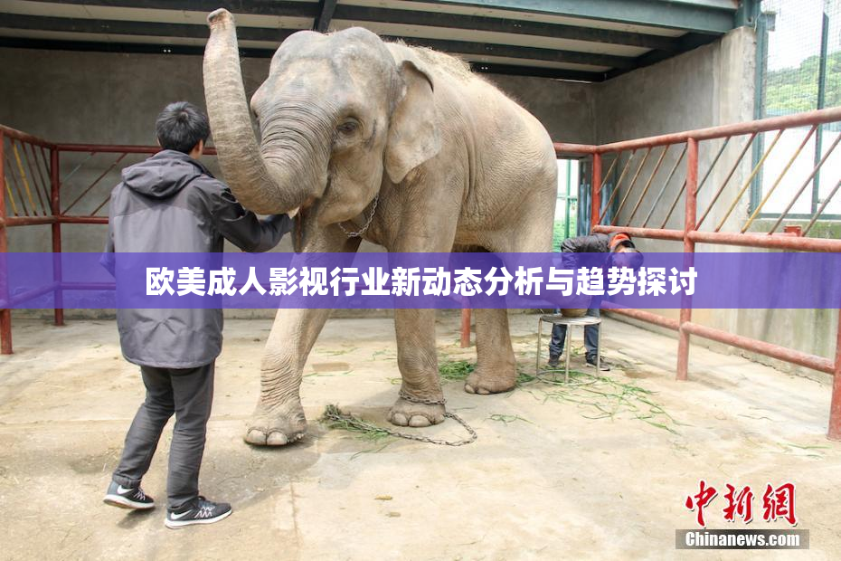 欧美成人影视行业新动态分析与趋势探讨