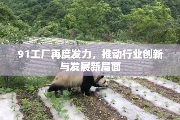 91工厂再度发力，推动行业创新与发展新局面