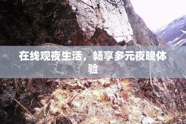 在线观夜生活，畅享多元夜晚体验