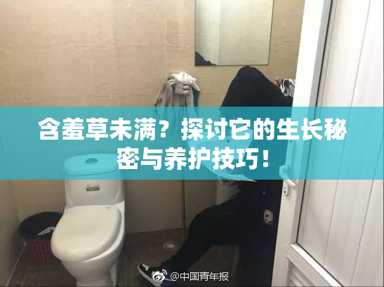 含羞草未满？探讨它的生长秘密与养护技巧！