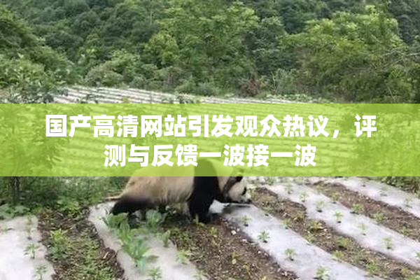 国产高清网站引发观众热议，评测与反馈一波接一波