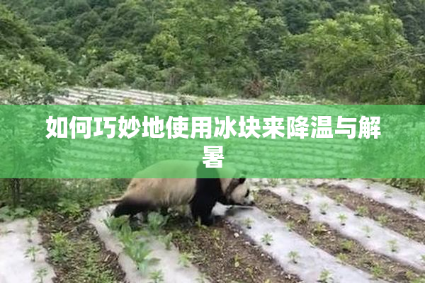 如何巧妙地使用冰块来降温与解暑