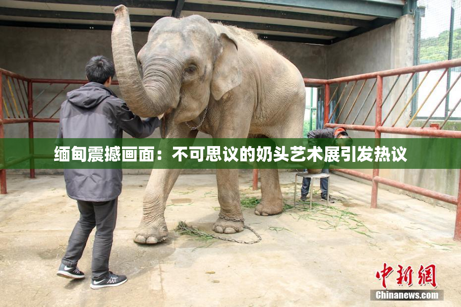 缅甸震撼画面：不可思议的奶头艺术展引发热议