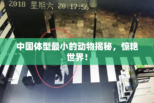 中国体型最小的动物揭秘，惊艳世界！