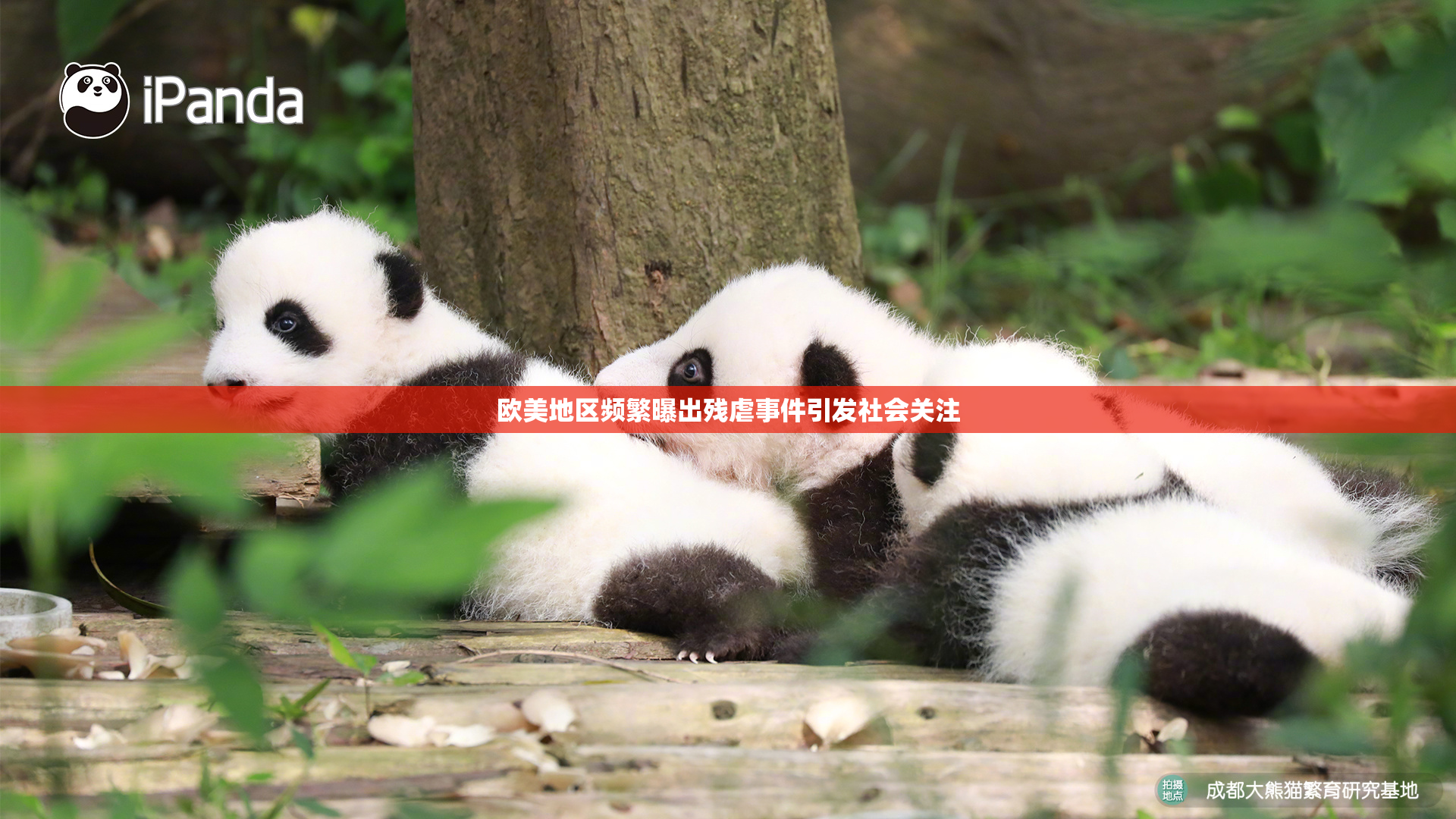 欧美地区频繁曝出残虐事件引发社会关注