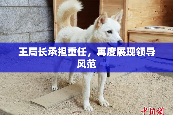 王局长承担重任，再度展现领导风范
