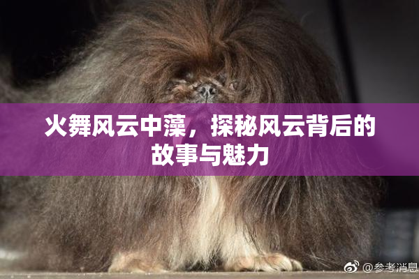 火舞风云中藻，探秘风云背后的故事与魅力