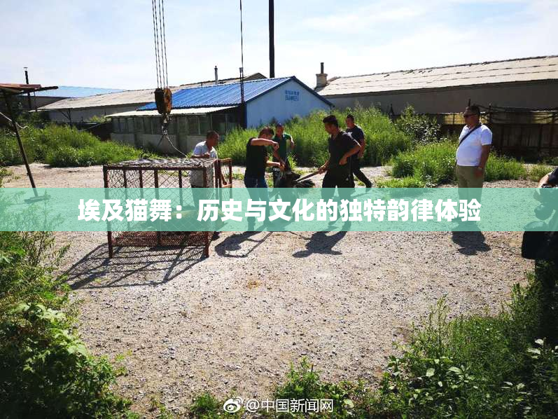 埃及猫舞：历史与文化的独特韵律体验