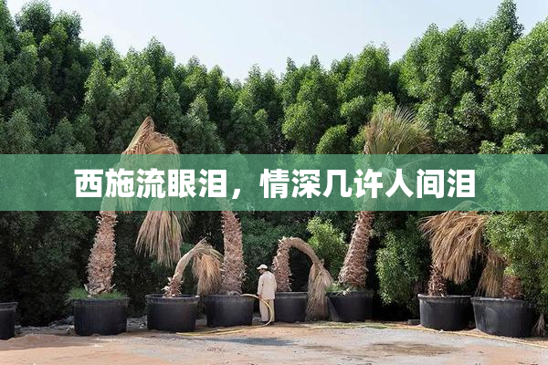 西施流眼泪，情深几许人间泪