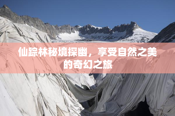 仙踪林秘境探幽，享受自然之美的奇幻之旅