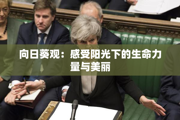 向日葵观：感受阳光下的生命力量与美丽