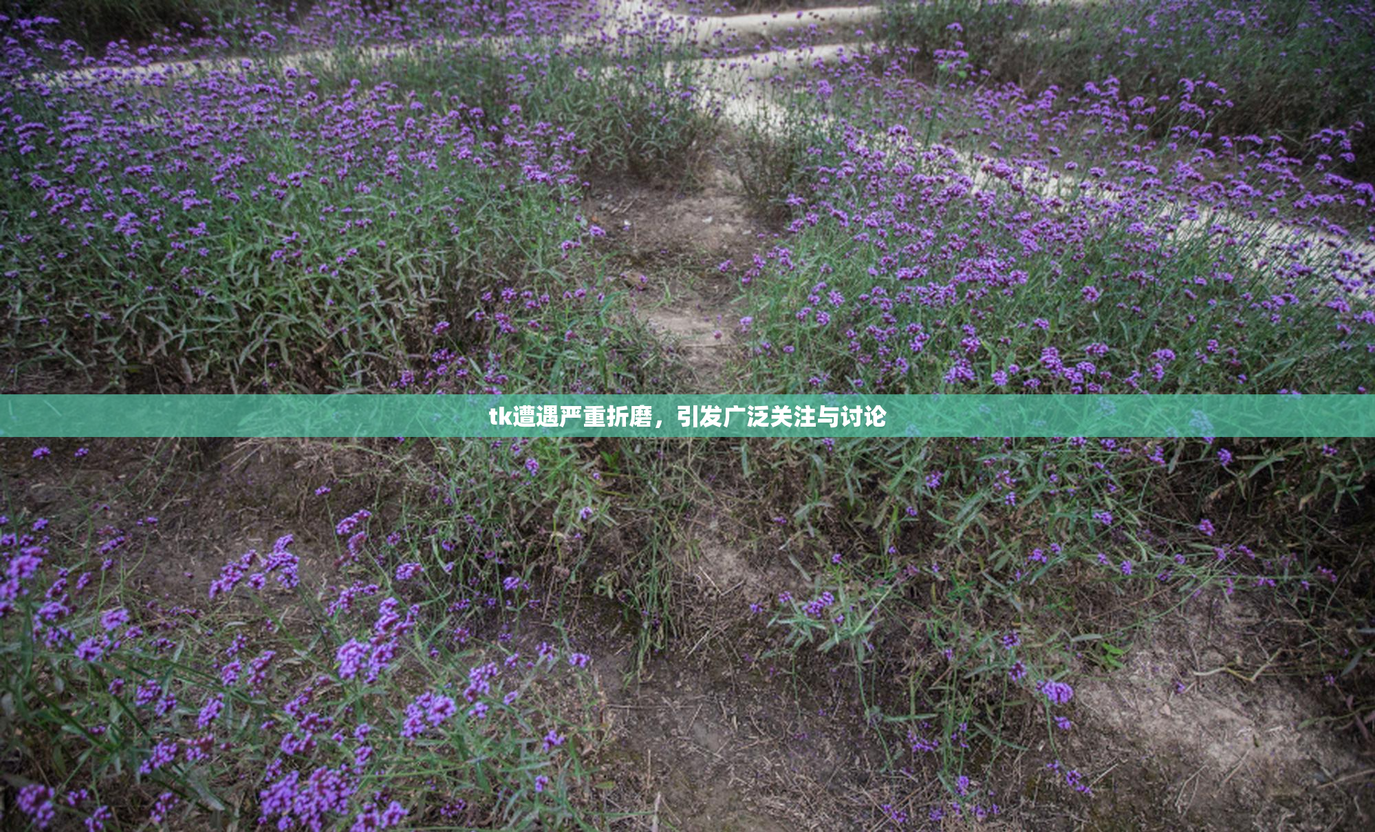 tk遭遇严重折磨，引发广泛关注与讨论