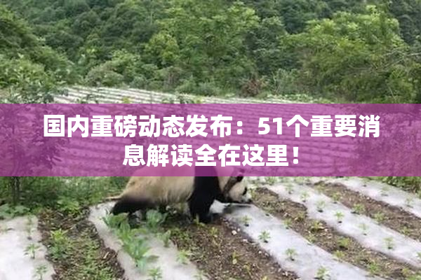 国内重磅动态发布：51个重要消息解读全在这里！