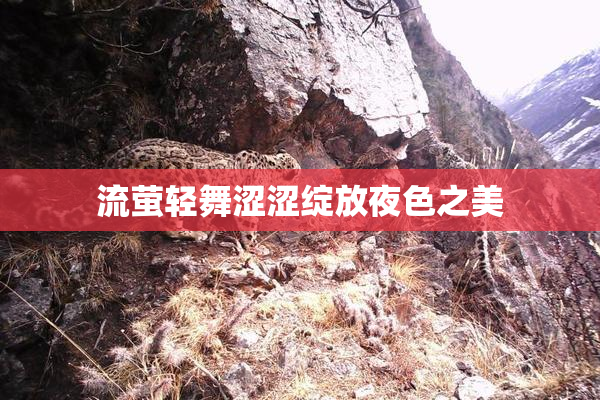 流萤轻舞涩涩绽放夜色之美
