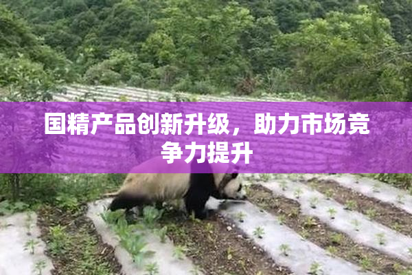 国精产品创新升级，助力市场竞争力提升