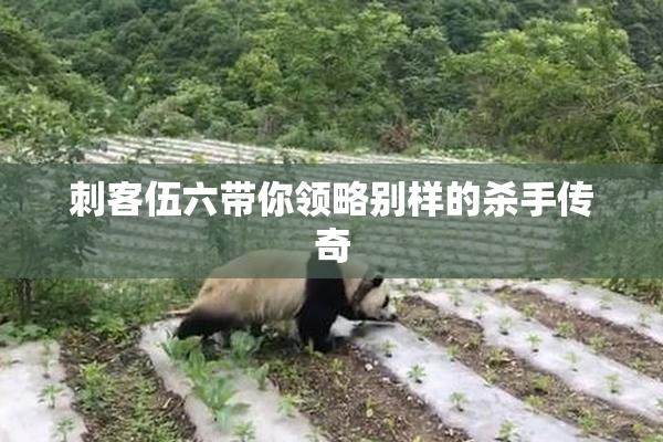 刺客伍六带你领略别样的杀手传奇