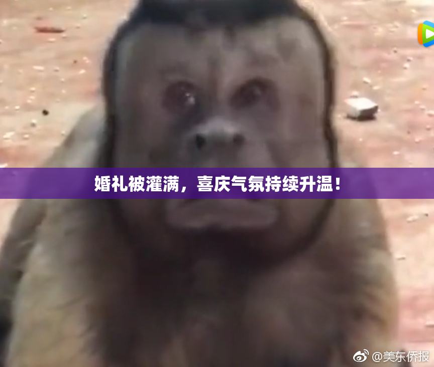 婚礼被灌满，喜庆气氛持续升温！