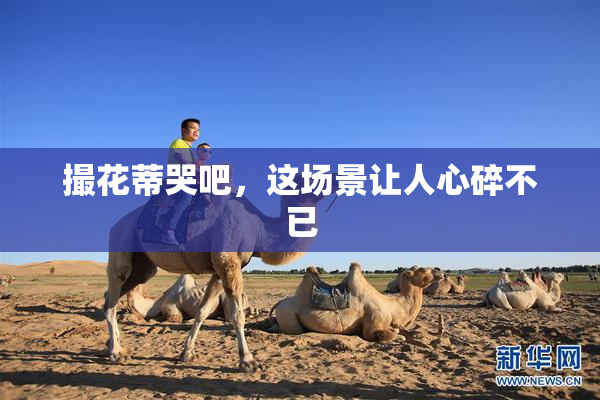 撮花蒂哭吧，这场景让人心碎不已