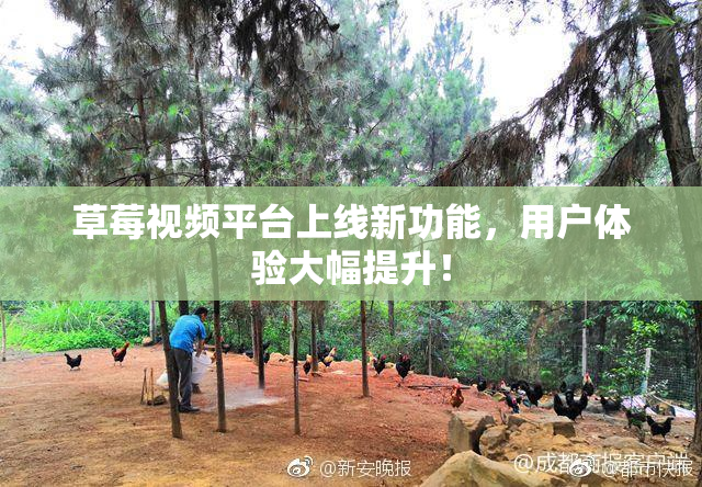 草莓视频平台上线新功能，用户体验大幅提升！