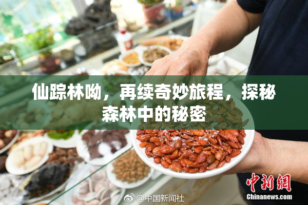 仙踪林呦，再续奇妙旅程，探秘森林中的秘密