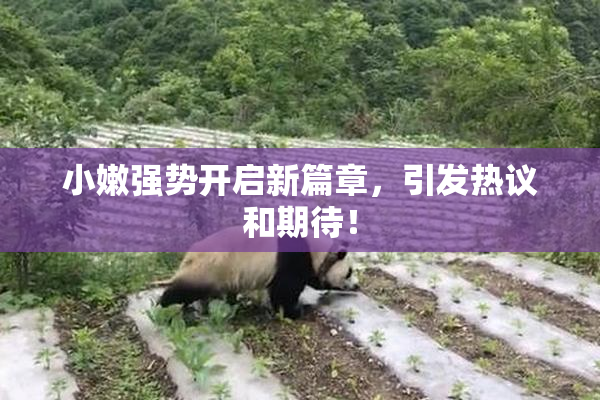 小嫩强势开启新篇章，引发热议和期待！