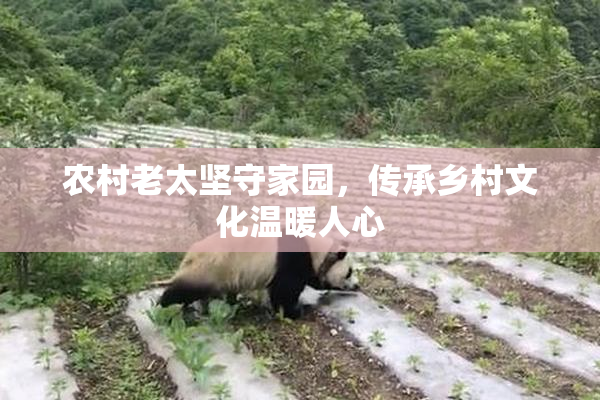 农村老太坚守家园，传承乡村文化温暖人心