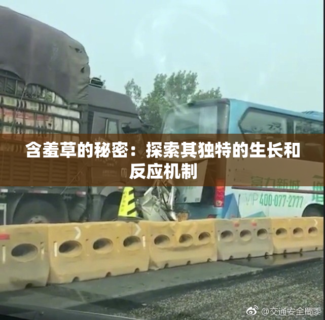 含羞草的秘密：探索其独特的生长和反应机制
