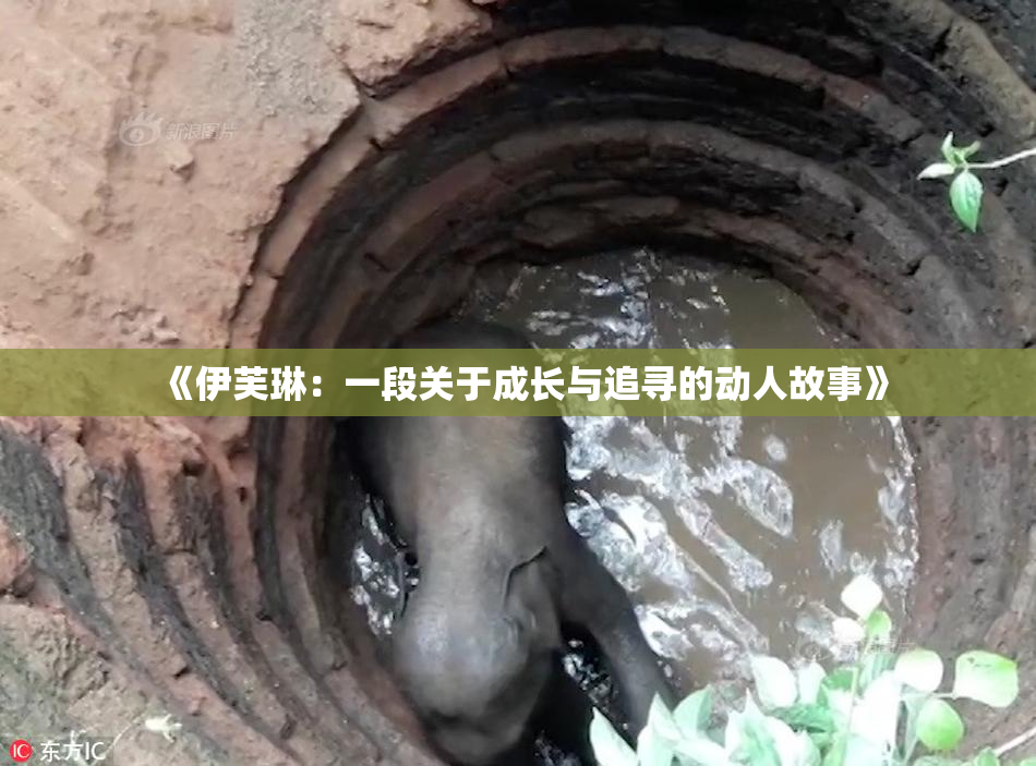 《伊芙琳：一段关于成长与追寻的动人故事》