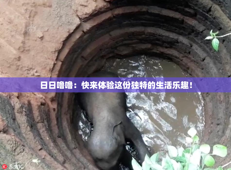 日日噜噜：快来体验这份独特的生活乐趣！