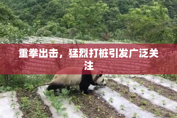 重拳出击，猛烈打桩引发广泛关注