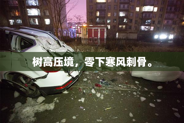 树高压境，零下寒风刺骨。