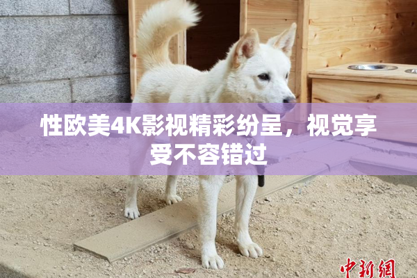 性欧美4K影视精彩纷呈，视觉享受不容错过