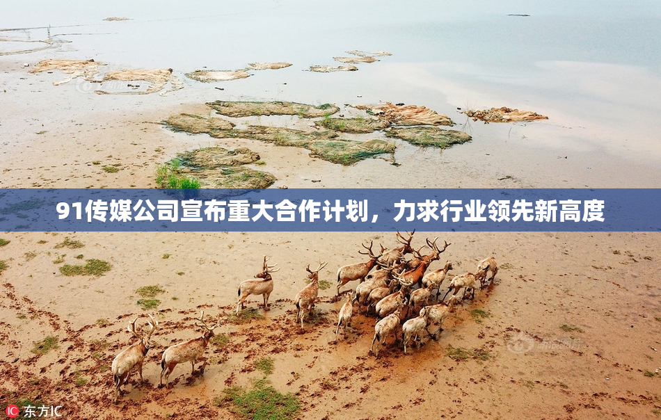 91传媒公司宣布重大合作计划，力求行业领先新高度