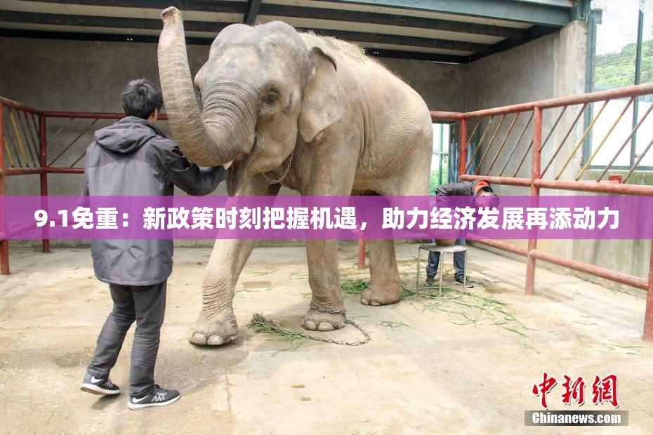 9.1免重：新政策时刻把握机遇，助力经济发展再添动力