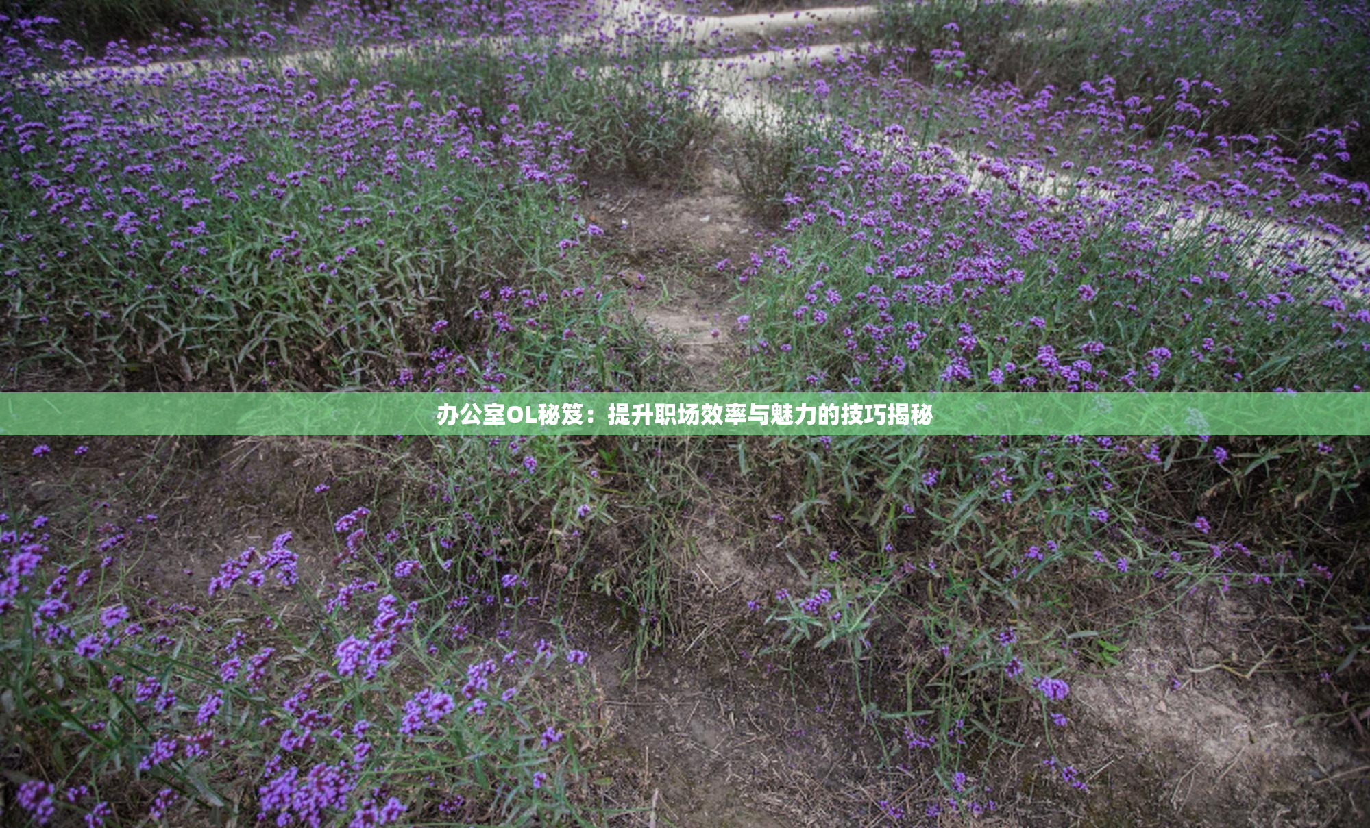 办公室OL秘笈：提升职场效率与魅力的技巧揭秘