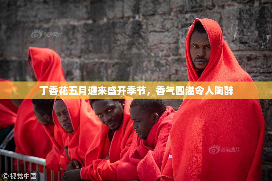 丁香花五月迎来盛开季节，香气四溢令人陶醉