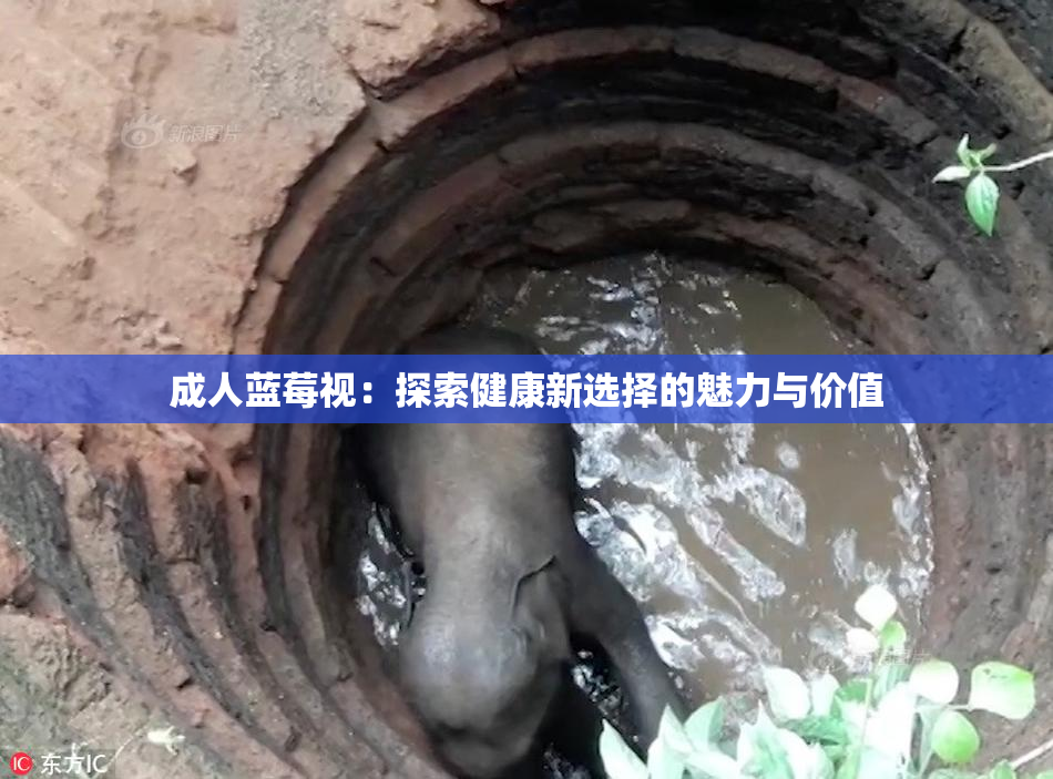 成人蓝莓视：探索健康新选择的魅力与价值