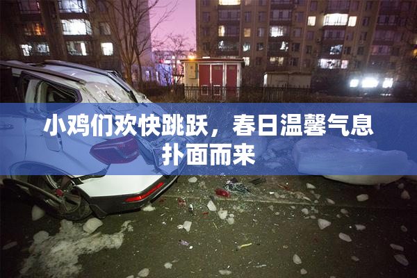 小鸡们欢快跳跃，春日温馨气息扑面而来
