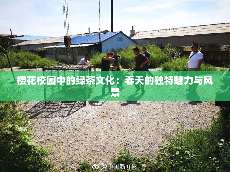 樱花校园中的绿茶文化：春天的独特魅力与风景