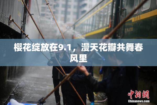樱花绽放在9.1，漫天花瓣共舞春风里