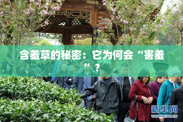含羞草的秘密：它为何会“害羞”？
