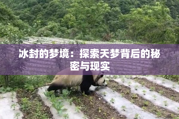 冰封的梦境：探索天梦背后的秘密与现实