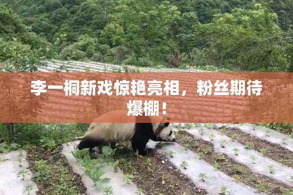 李一桐新戏惊艳亮相，粉丝期待爆棚！
