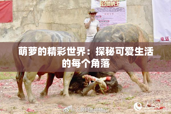 萌萝的精彩世界：探秘可爱生活的每个角落