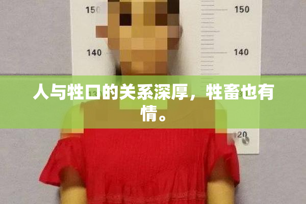 人与牲口的关系深厚，牲畜也有情。